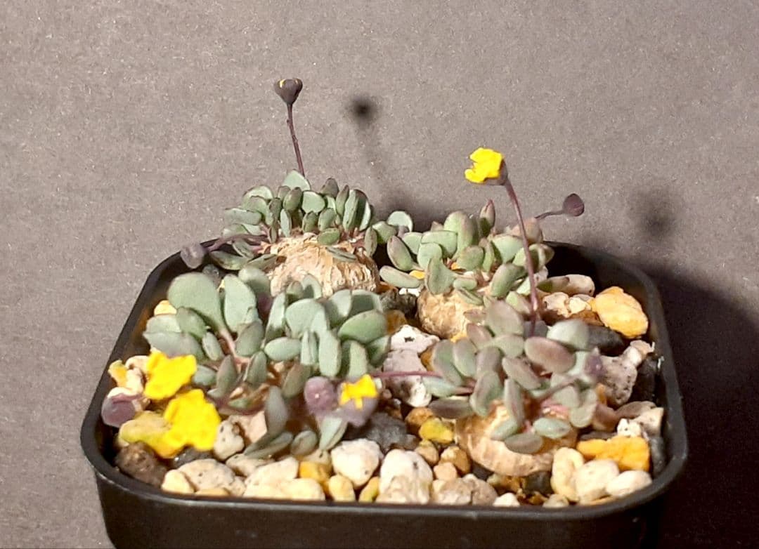 希少種　オトンナ　カカリオイデスピグマエア×カカリオイデス