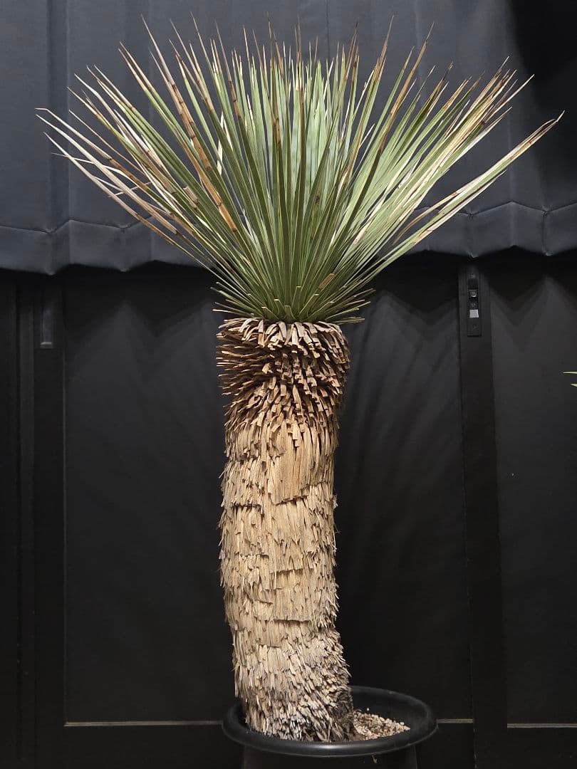 専用出品 特、セット割 ユッカ ロストラータ (う) 太株