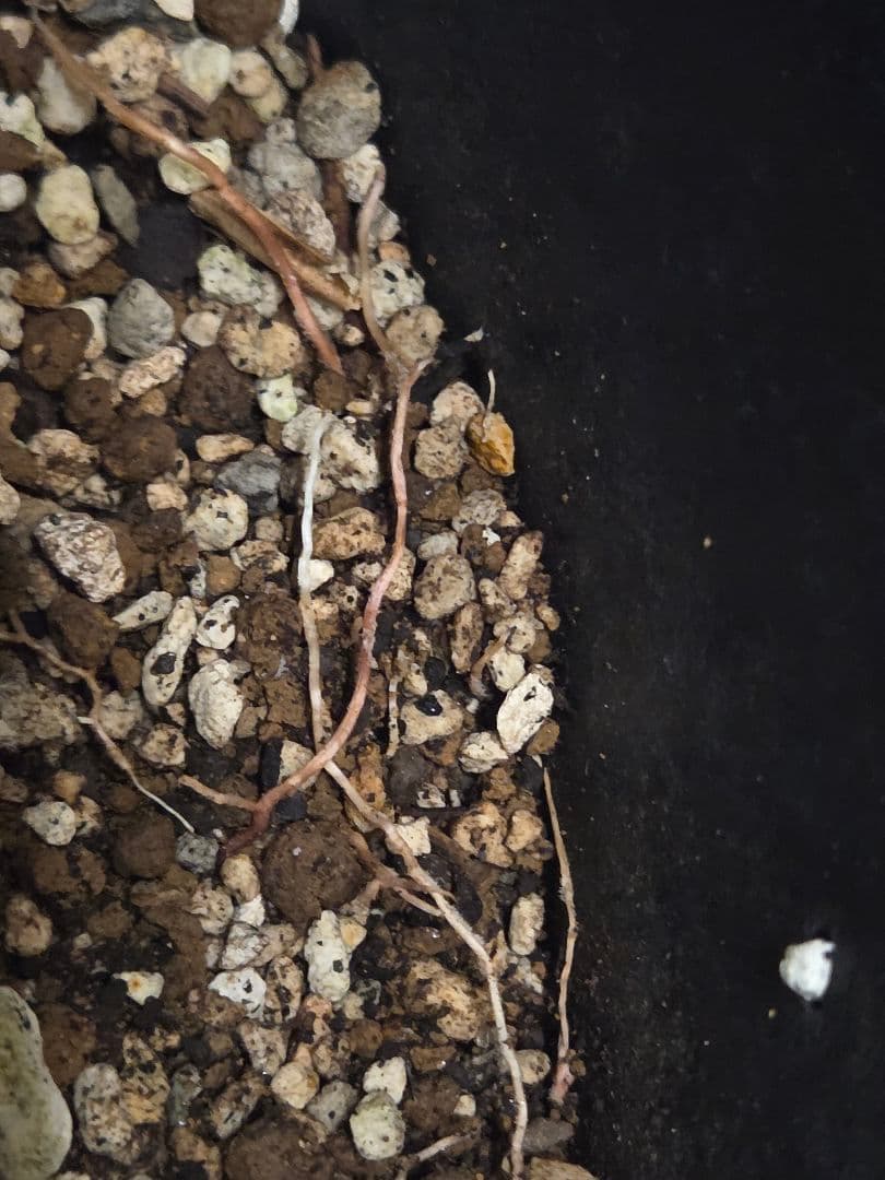 専用出品 特、セット割 ユッカ ロストラータ (う) 太株