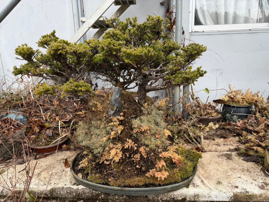 エゾ松 岩付 双幹樹形 古木感抜群 盆栽 完成品