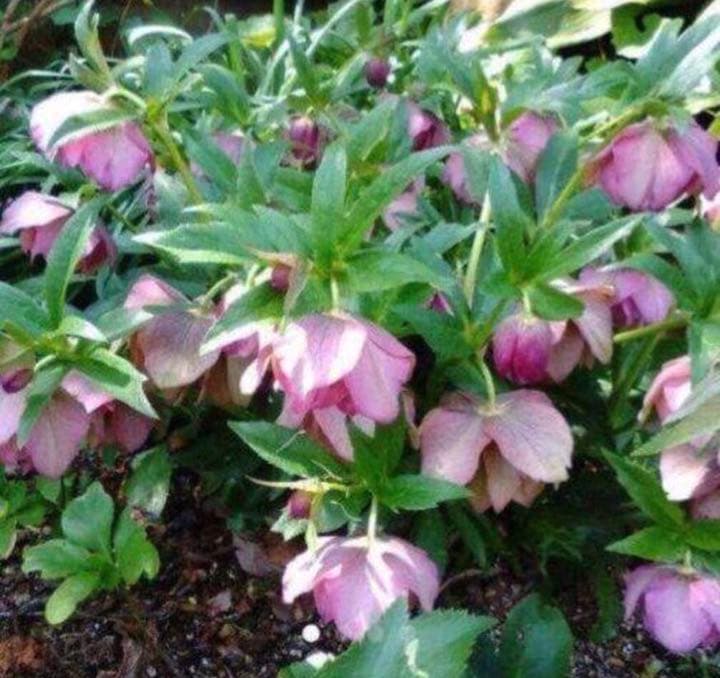 クリスマスローズ抜き苗 30本