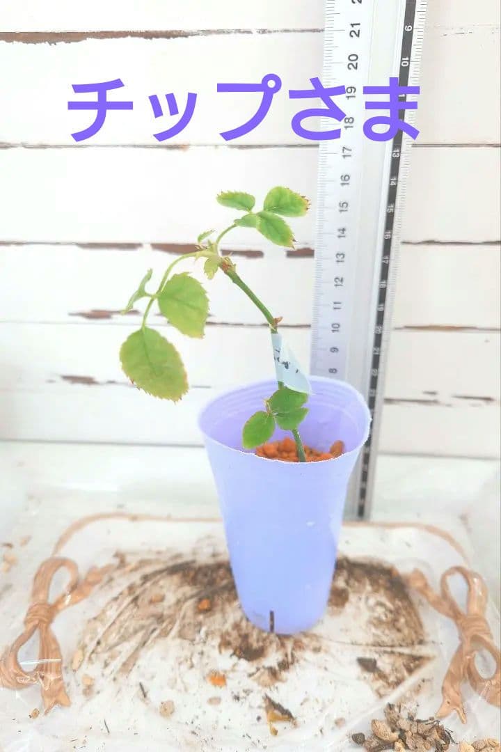 ❀チップさま❀　バラ