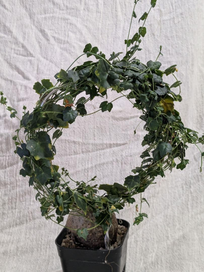 モモルディカ ボイビニー　希少？塊根植物