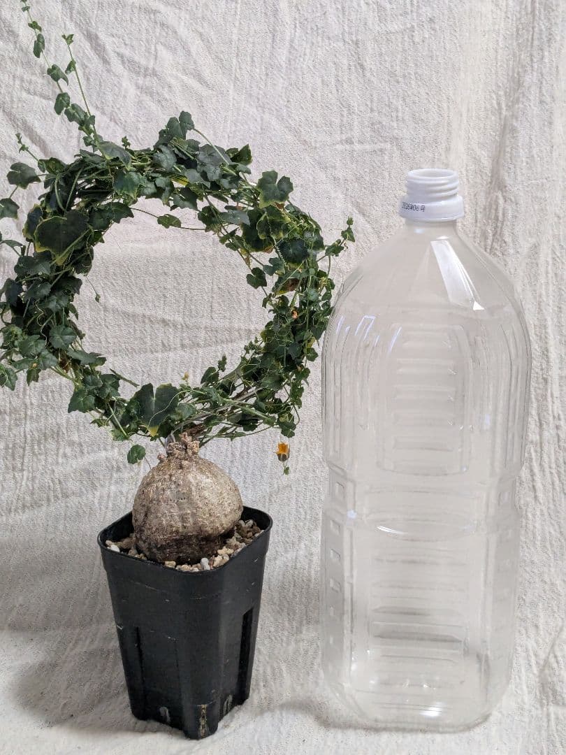 モモルディカ ボイビニー　希少？塊根植物