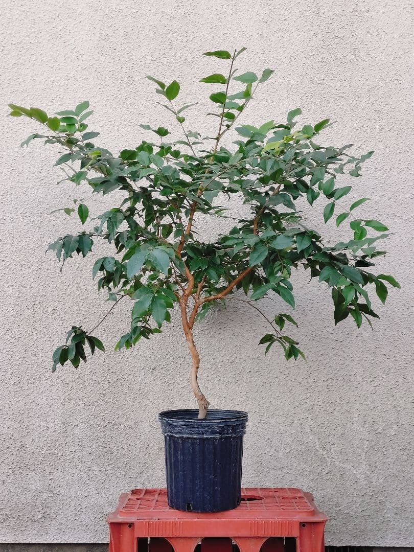 ✿年始セール ジャボチカバ 四季成り 大葉系 サバラ 実生苗10年以上経過 ⑰