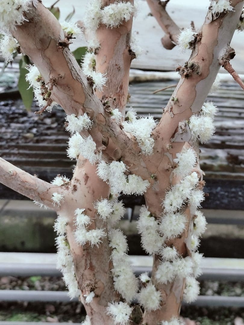 ✿年始セール ジャボチカバ 四季成り 大葉系 サバラ 実生苗10年以上経過 ⑰