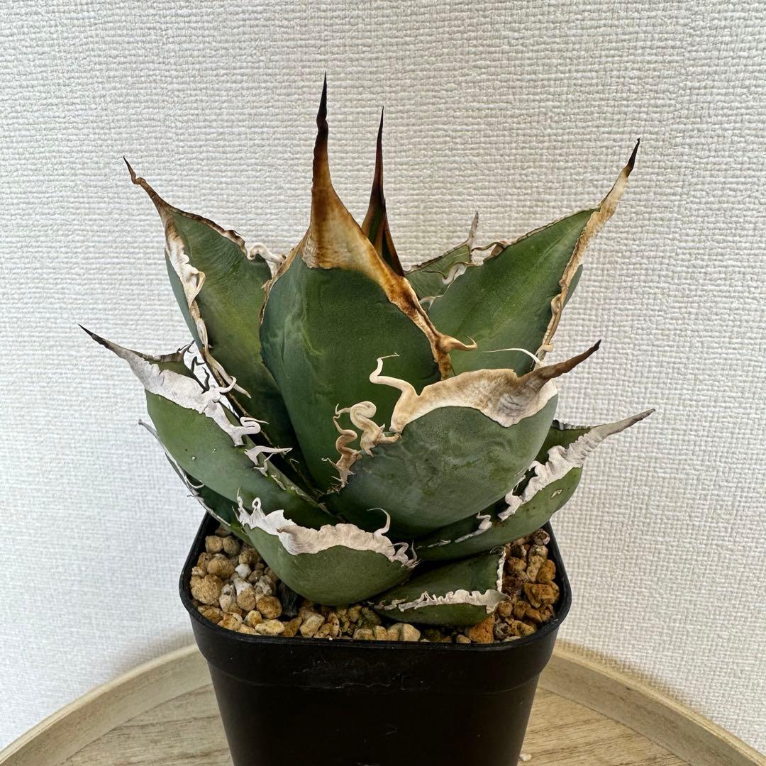 アガベ　oaxaca 実生　オアハカ