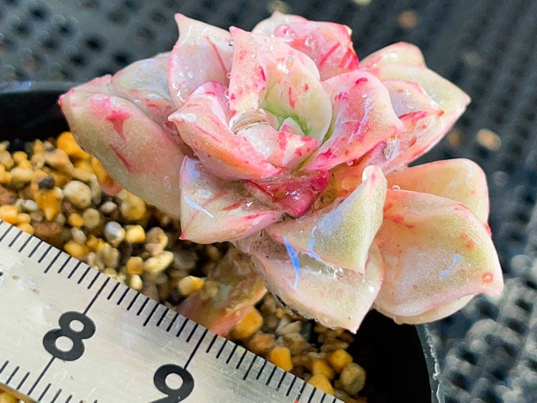 ラブリーローズ錦　赤斑入り　多肉植物　エケベリア　虹斑入り色斑入りも販売中