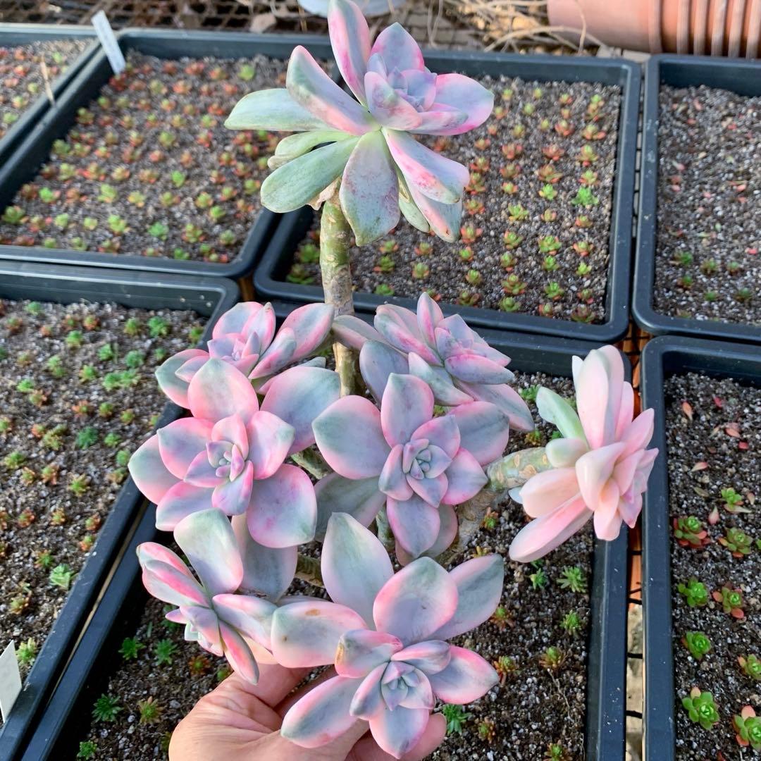 厳選　エケベリア パープルディライト覆輪錦 超美苗 巨大群生