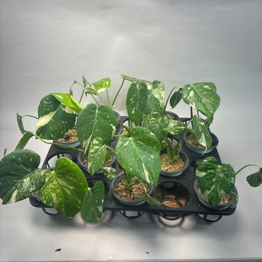 S*a様 10株セットL035【特別選抜】モンステラ・タイコンステレーション 斑