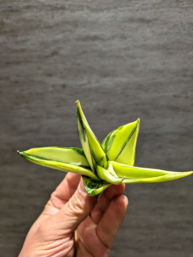 超希少　マンジャ　ハイブリッド　斑入り　サンスベリア　ロリダ　多肉植物