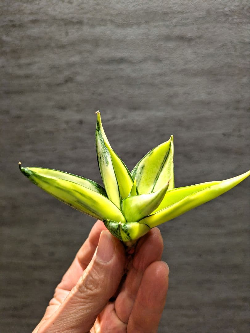 超希少　マンジャ　ハイブリッド　斑入り　サンスベリア　ロリダ　多肉植物