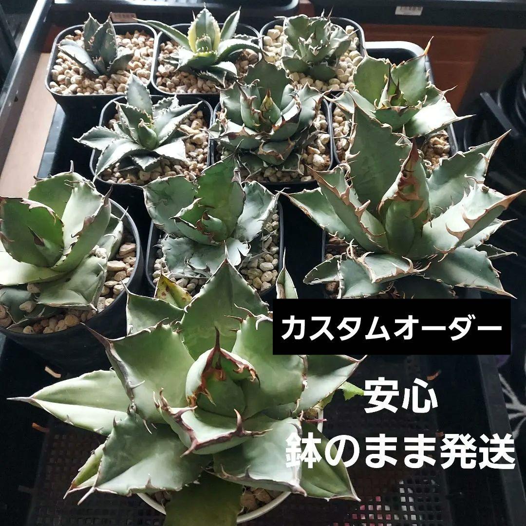 ！！大量おまとめ価格！！　アガベ　チタノタセット　鉢のまま発送　初心者　最終価格