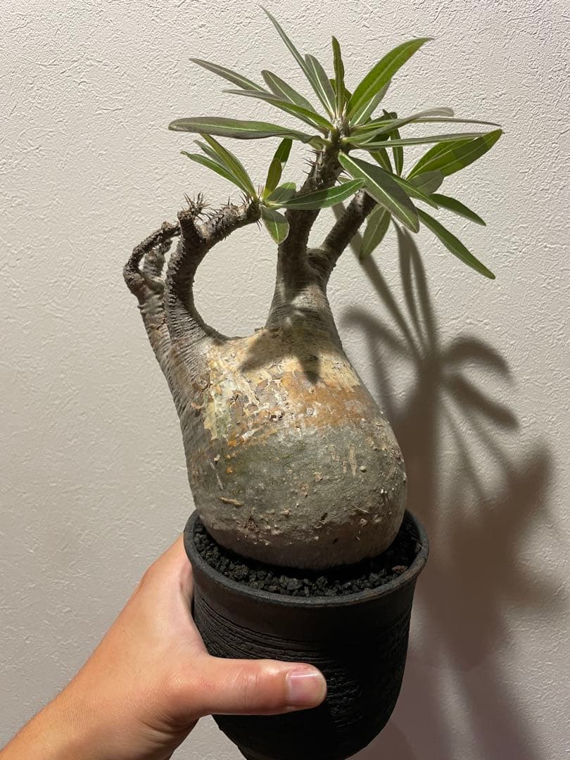 の*ん様 パキポディウムグラキリス　現地球　発根済　陶器鉢付