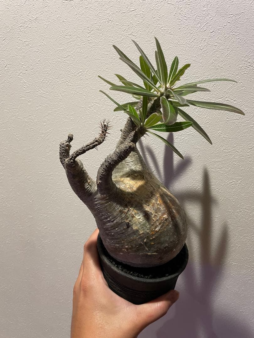 の*ん様 パキポディウムグラキリス　現地球　発根済　陶器鉢付