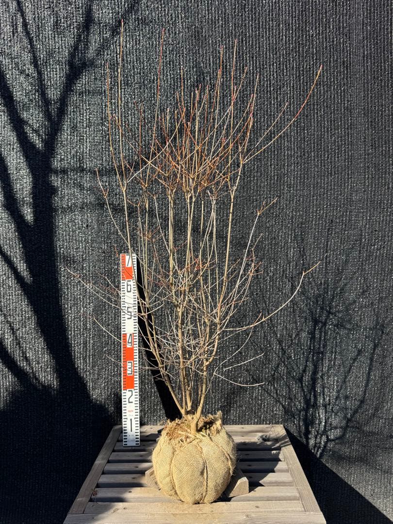 ベニドウダンツツジ　【品番3536】