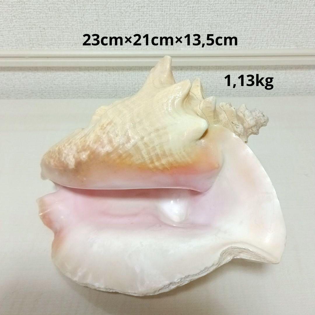 コンク貝 ピンク貝 希少貝 標本貝 インテリア 置物 大きい貝殻 ccp001