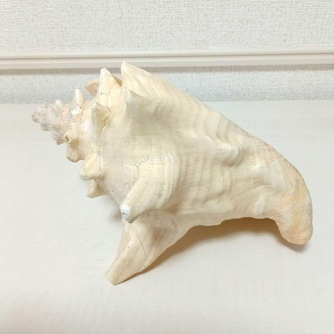 コンク貝 ピンク貝 希少貝 標本貝 インテリア 置物 大きい貝殻 ccp001