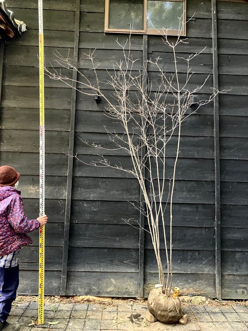 40 山採り　ヤマボウシ