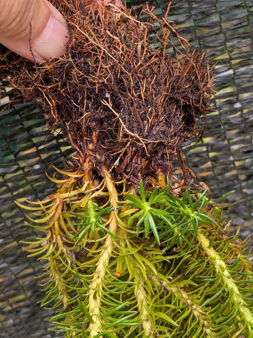 や*ょ様 山野草、シダ植物、着生植物　[スギラン]　大株１塊