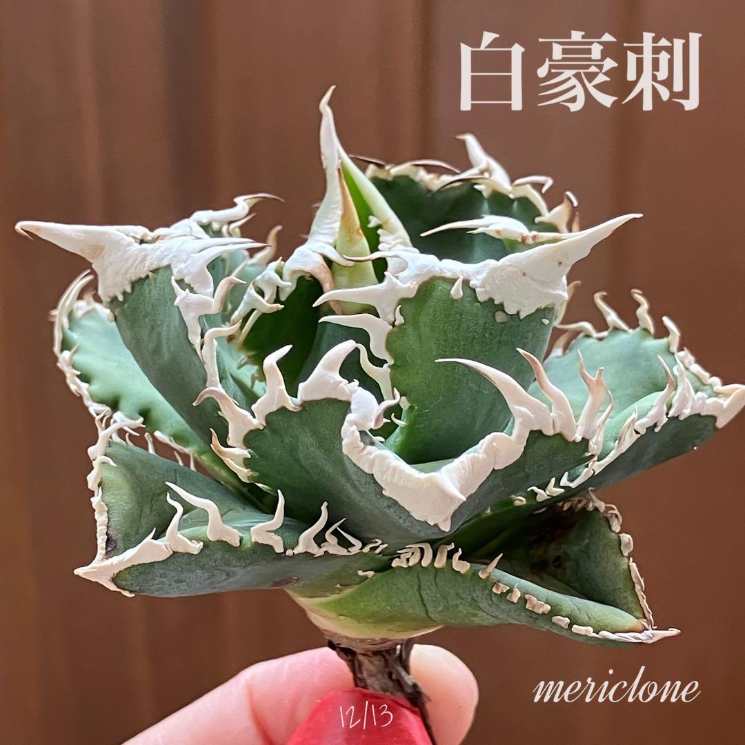 ポ*コ様 【週末オークション】超選抜　太棘　アガベ　チタノタ　白豪刺　TC 優秀