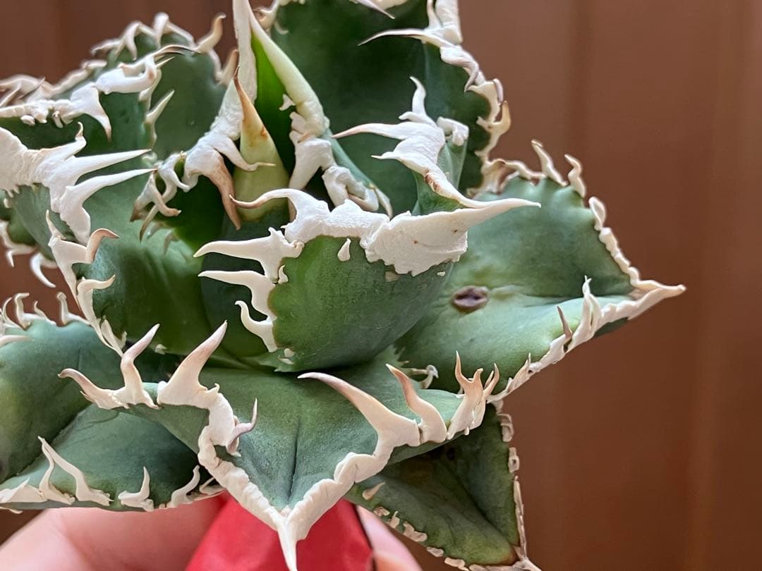 ポ*コ様 【週末オークション】超選抜　太棘　アガベ　チタノタ　白豪刺　TC 優秀