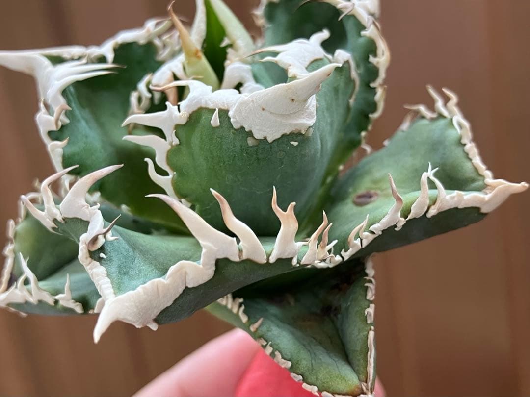 ポ*コ様 【週末オークション】超選抜　太棘　アガベ　チタノタ　白豪刺　TC 優秀