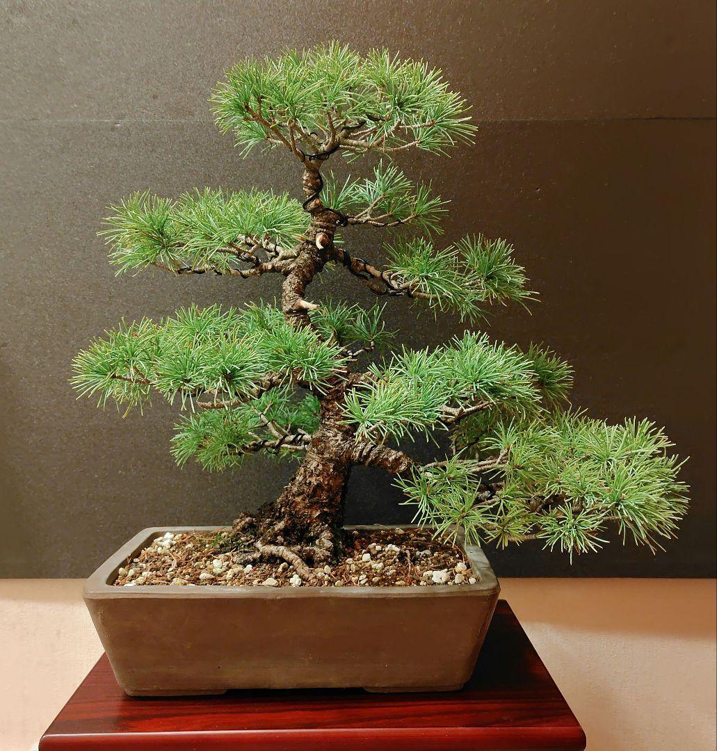 五葉松盆栽！
