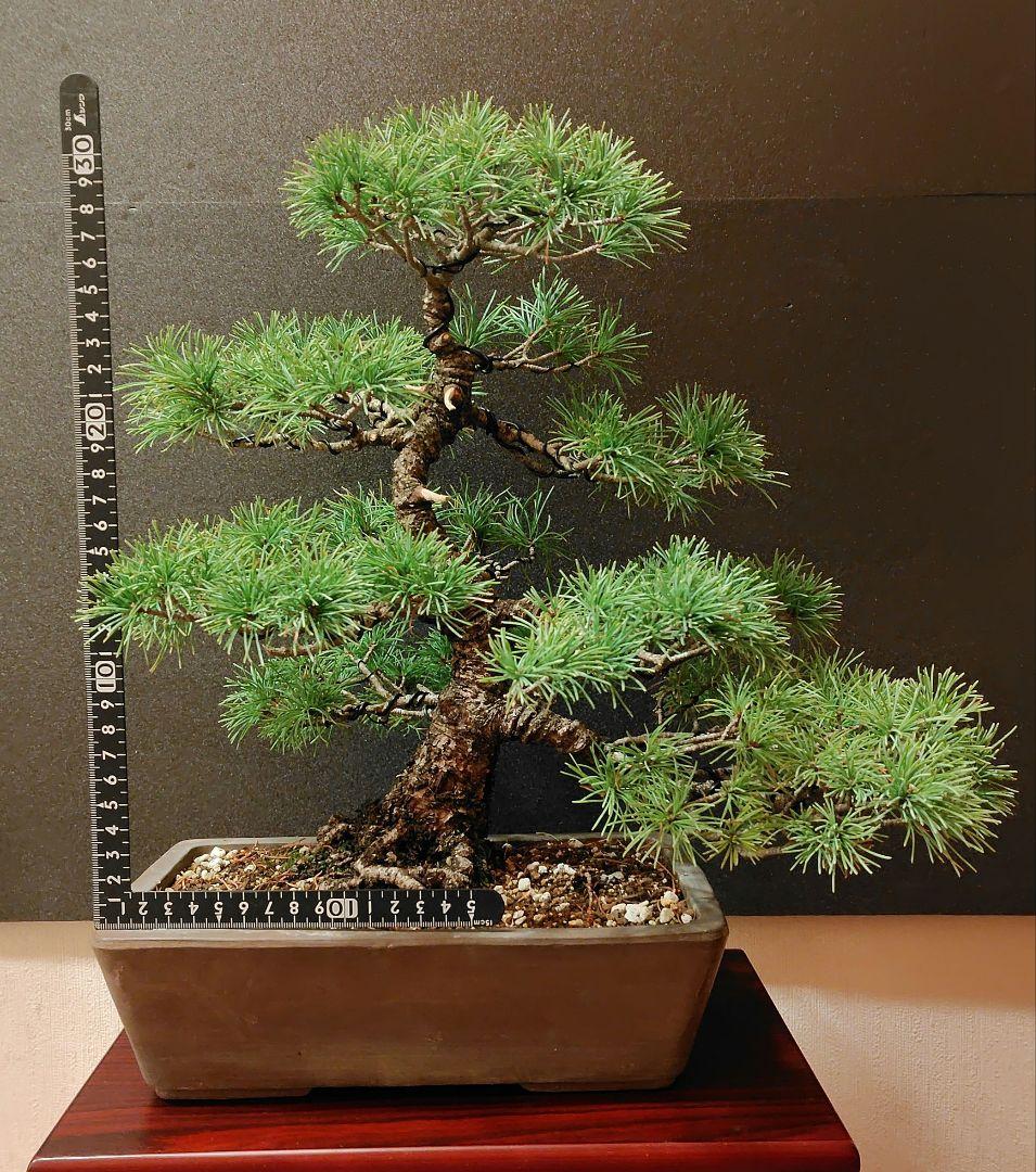 五葉松盆栽！
