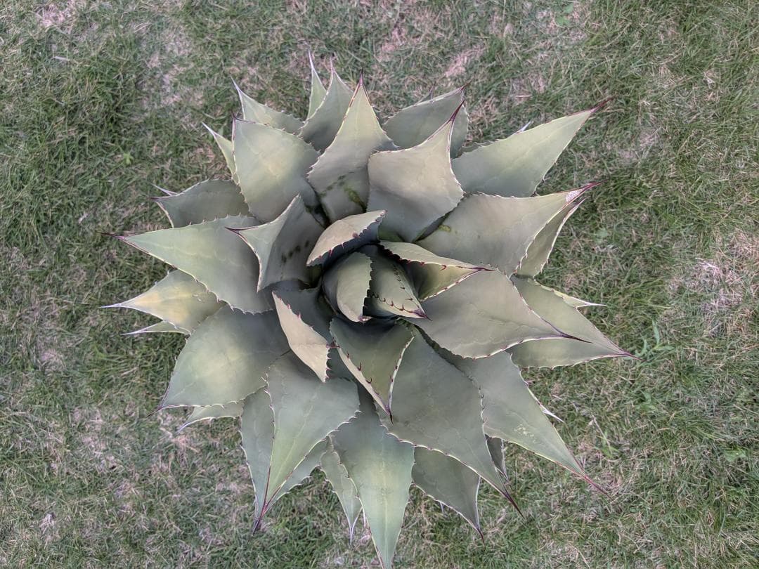【希少特大株60㎝オーバー】アガベ パリー・ホーチェンシス　コレクションの看板株