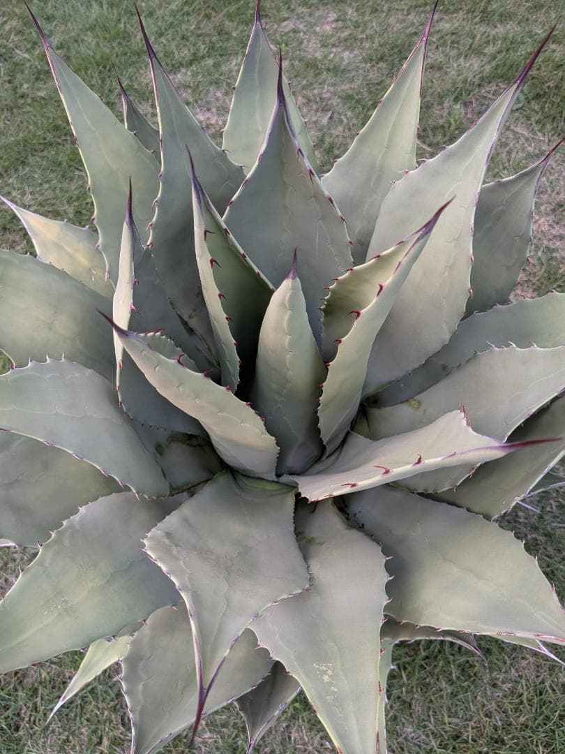 【希少特大株60㎝オーバー】アガベ パリー・ホーチェンシス　コレクションの看板株