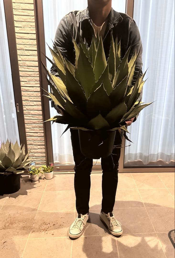 【希少特大株60㎝オーバー】アガベ パリー・ホーチェンシス　コレクションの看板株