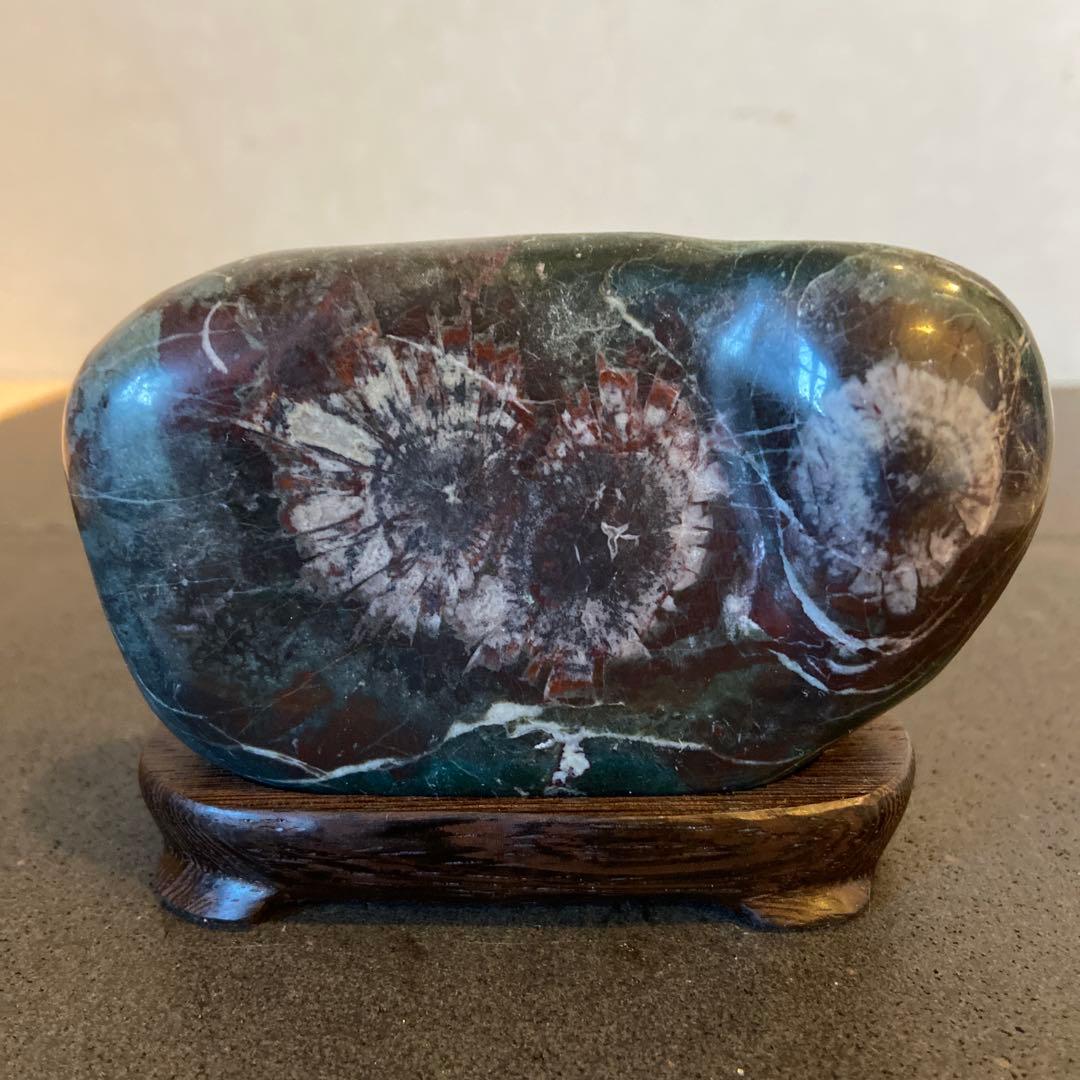 菊花石　★ 鑑賞石　菊花石　水石