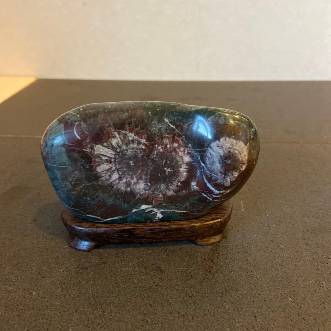 菊花石　★ 鑑賞石　菊花石　水石