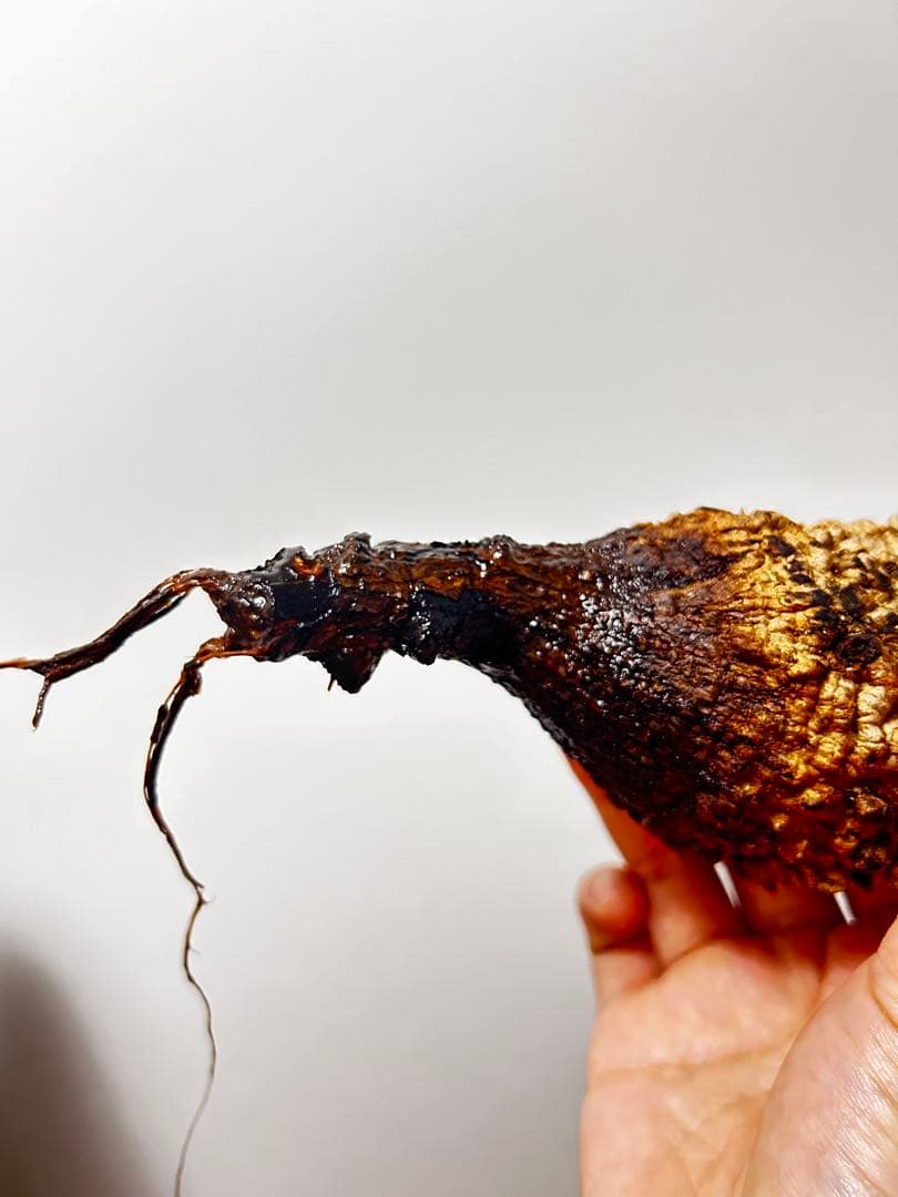 【現地発根株】オペルクリカリアパキプス