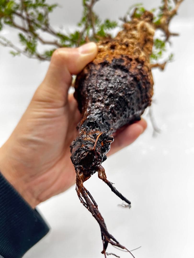 【現地発根株】オペルクリカリアパキプス