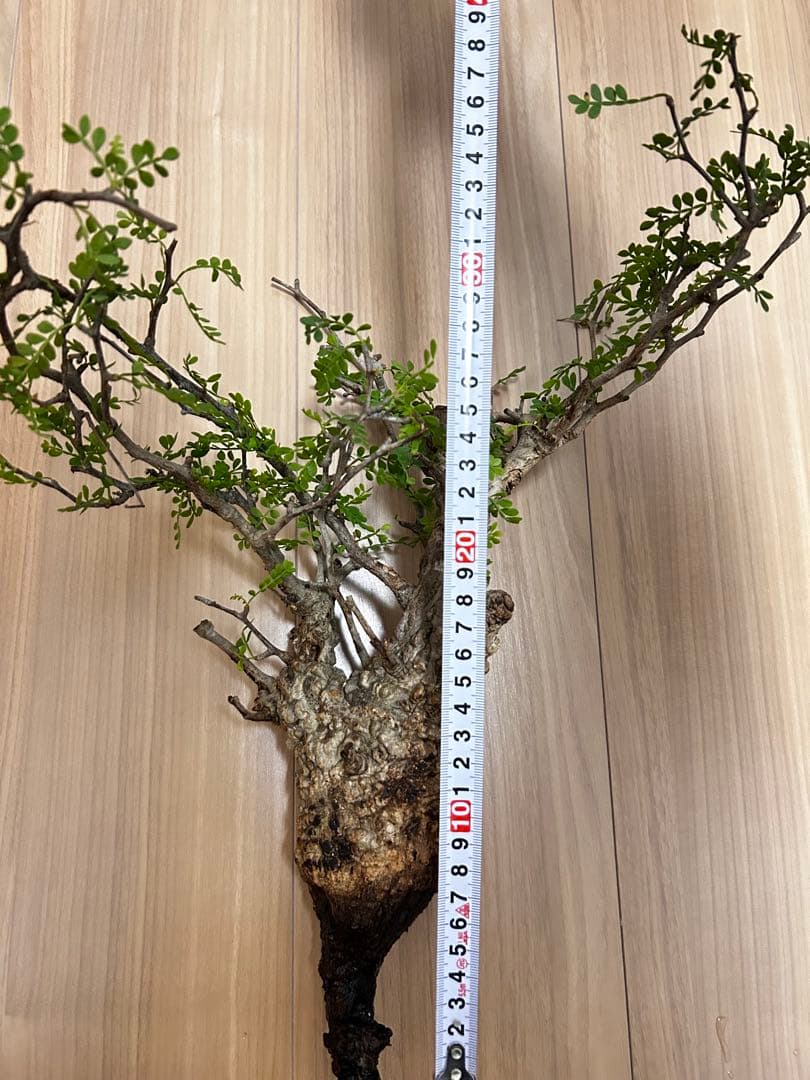 【現地発根株】オペルクリカリアパキプス