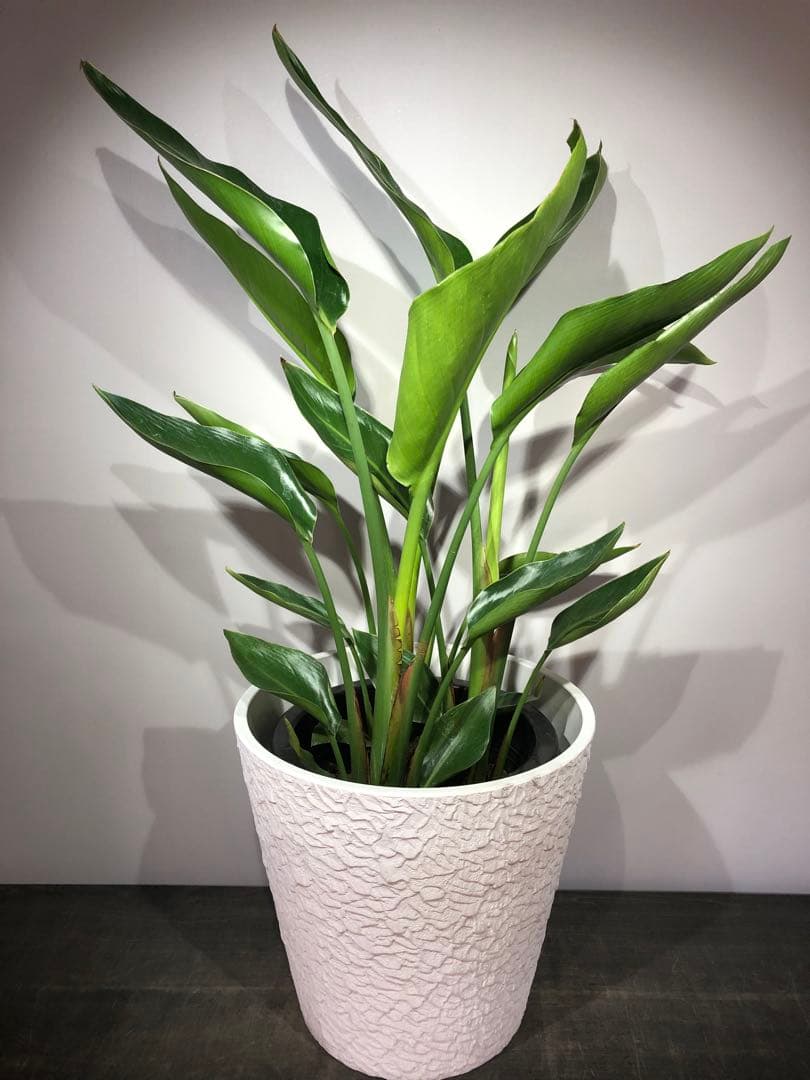 ストレチア　オーガスタ　3株入り　鉢カバー　樹脂製　セット価格(現物)