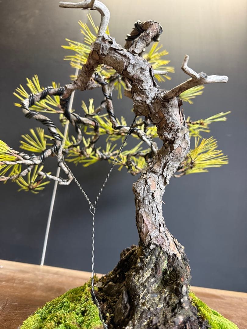 兄*貴様 特別オークション　赤松盆栽文人木石付き古木苔即戦力