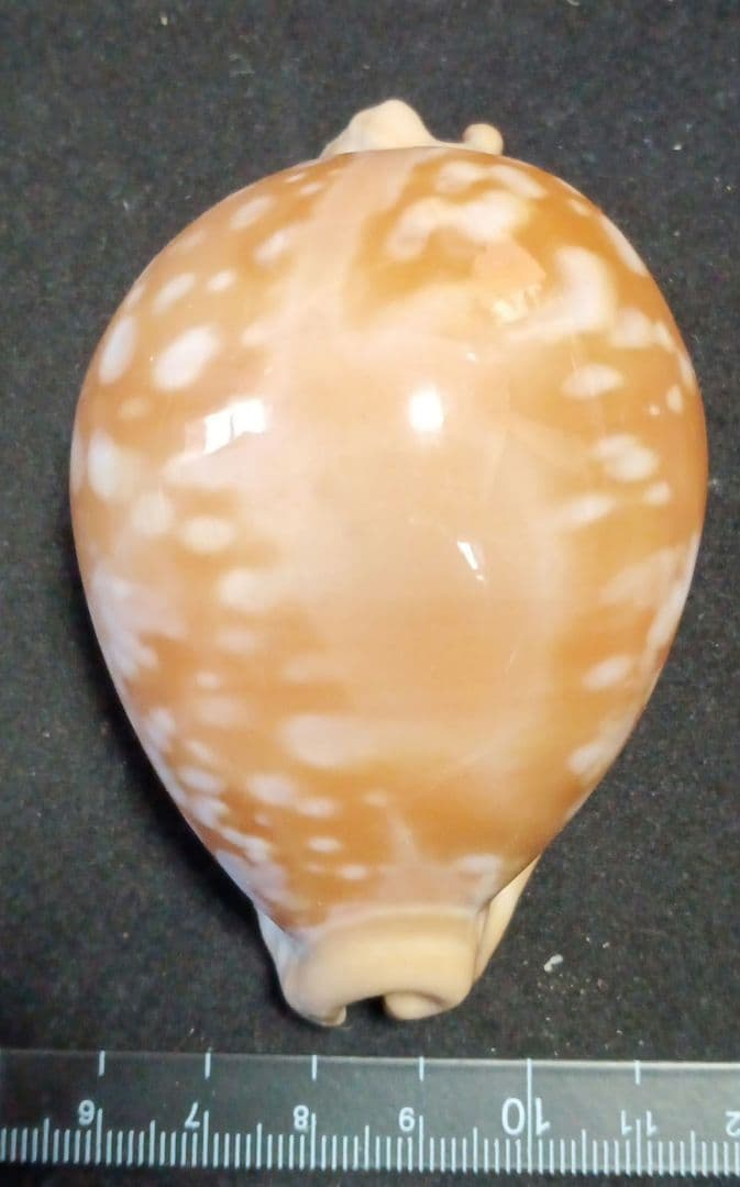 貝殻標本　オウサマダカラガイ