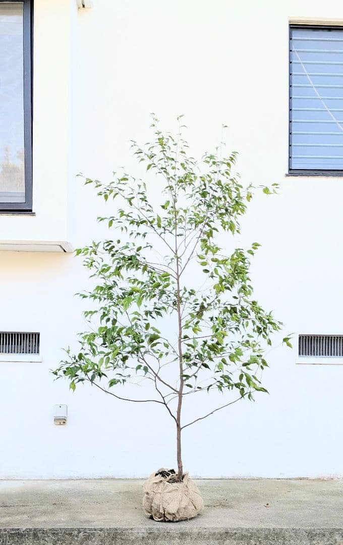 美形単幹。山採りハイノキ。