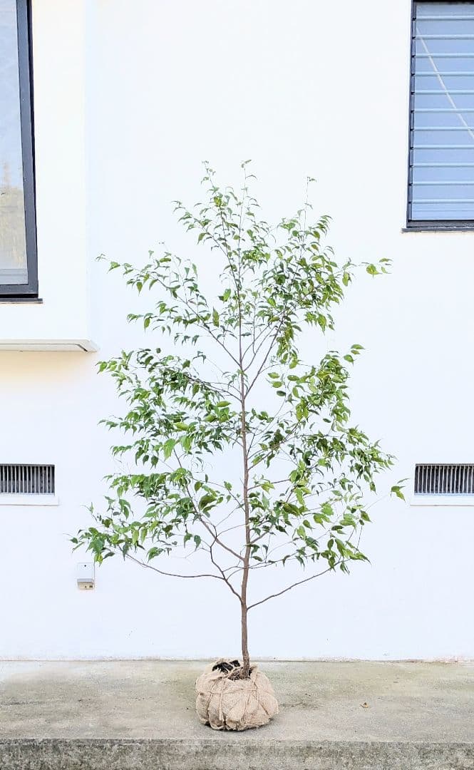 美形単幹。山採りハイノキ。