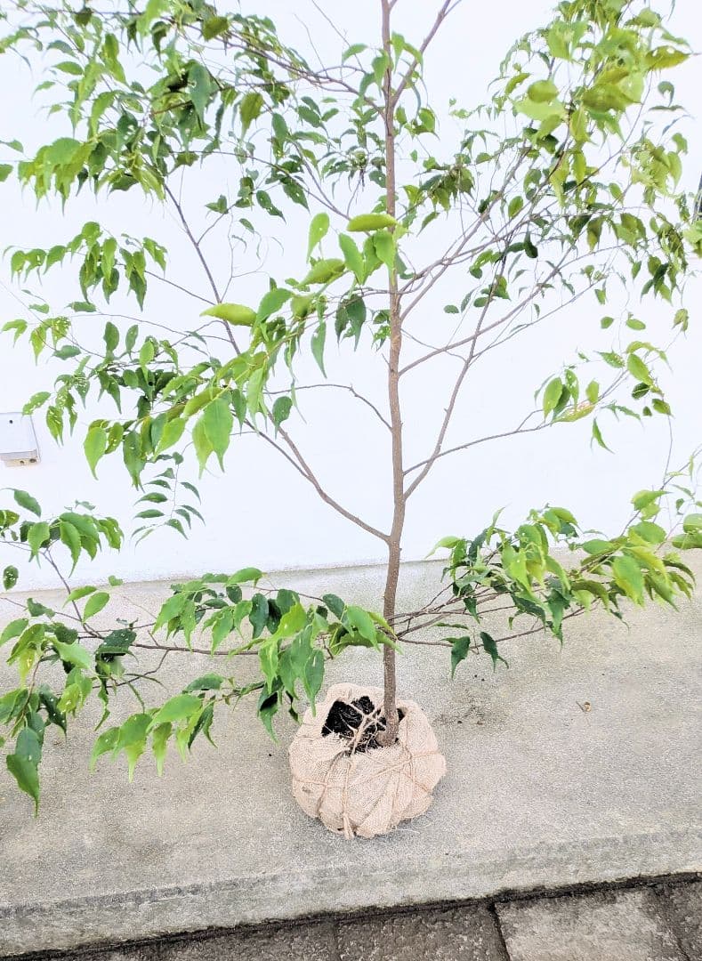 美形単幹。山採りハイノキ。