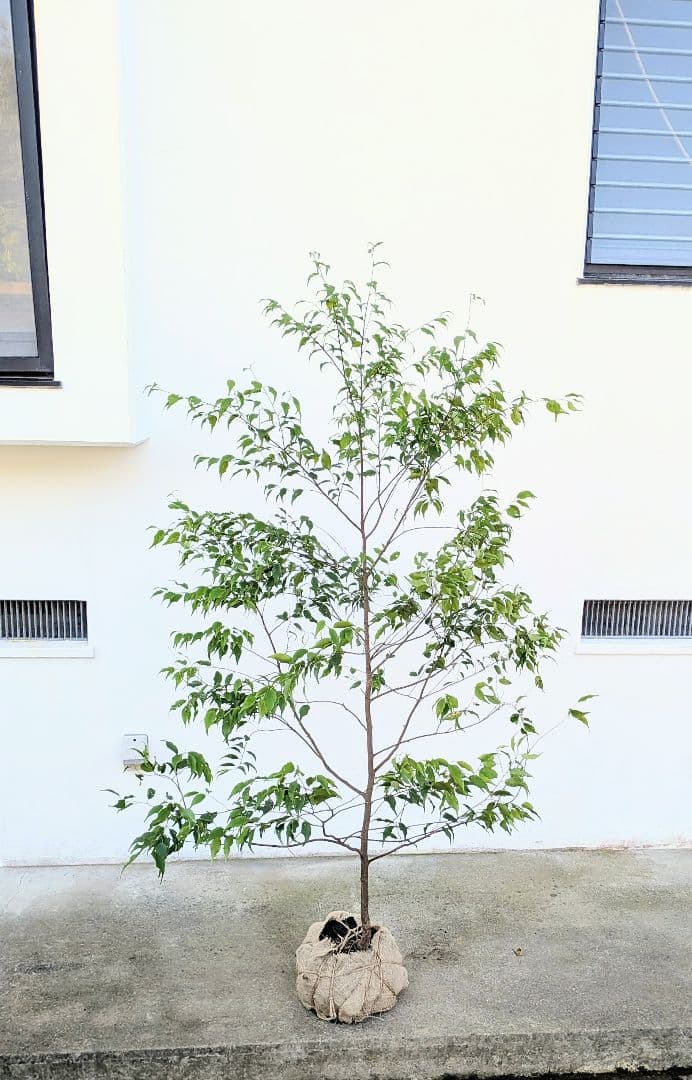 美形単幹。山採りハイノキ。