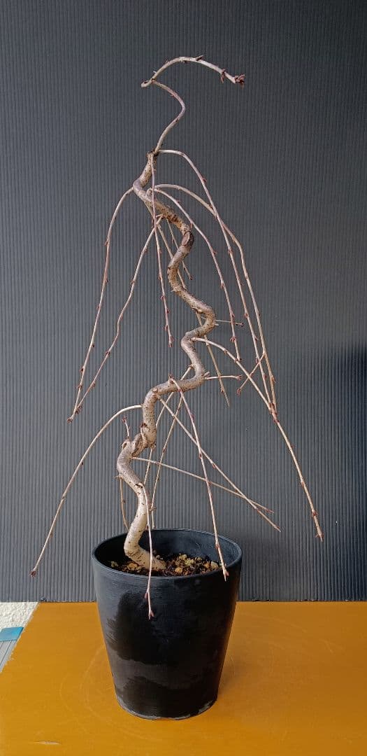 富士枝垂桜盆栽