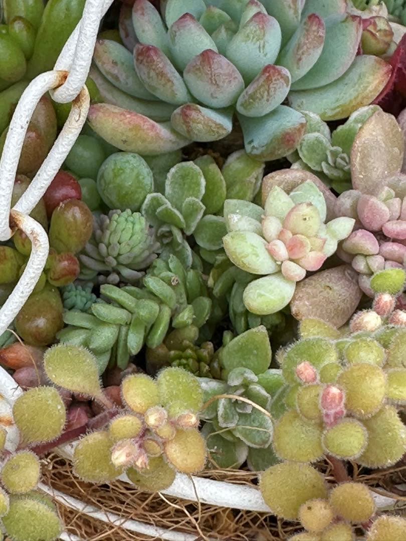 吊り下げ式多肉植物の寄せ植え