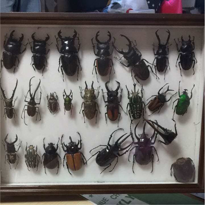 昆虫クワガタ、カブトムシ標本