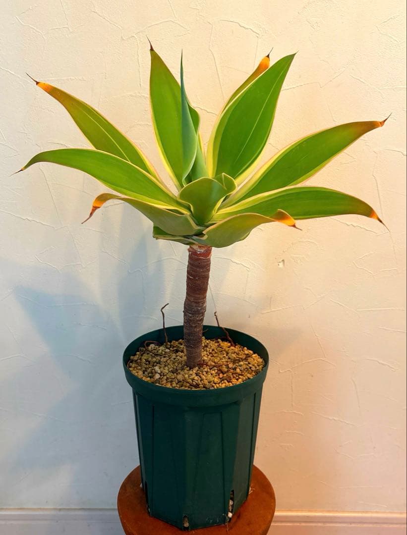 アガベ　アテナータ　レイオブライト 鉢のまま発送