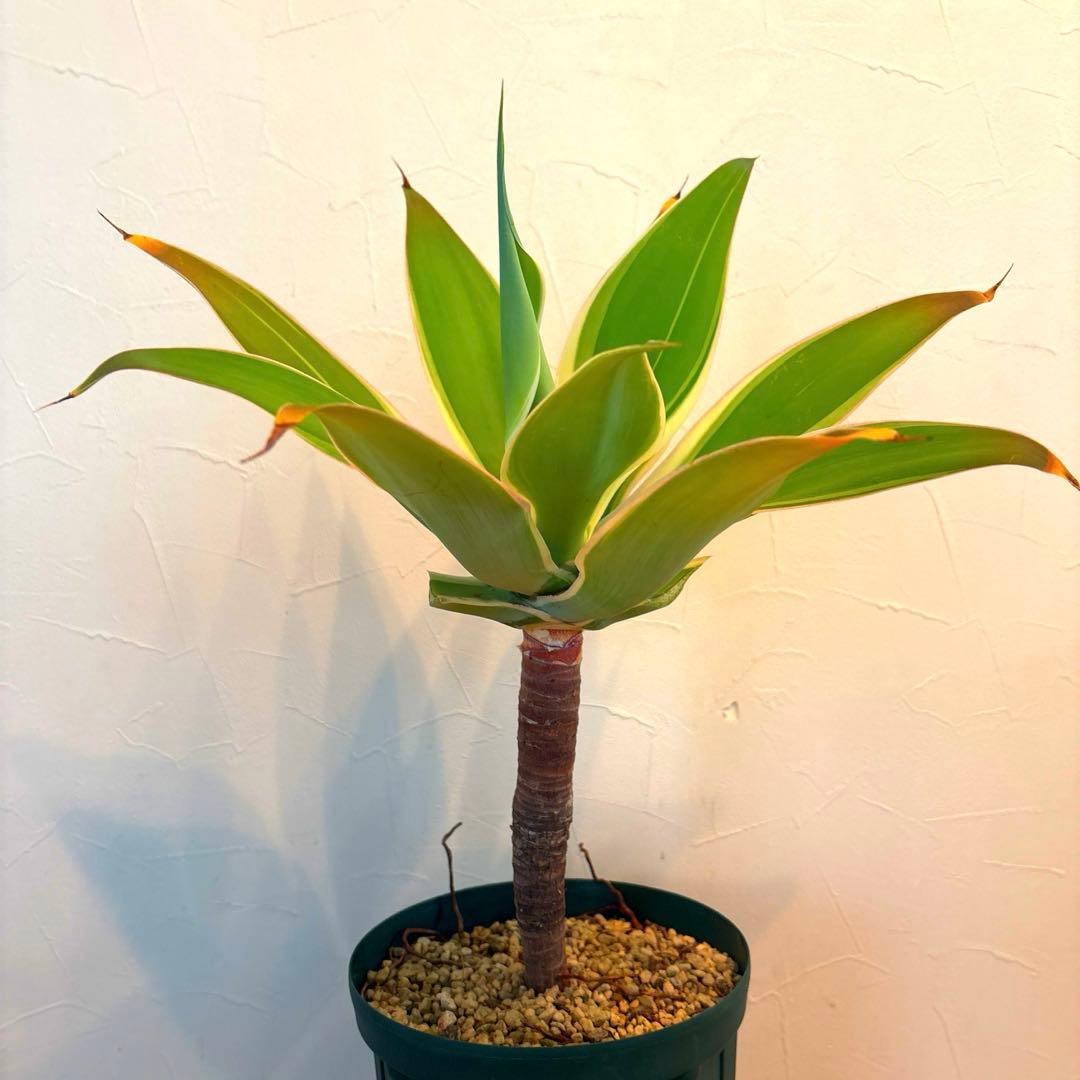 アガベ　アテナータ　レイオブライト 鉢のまま発送