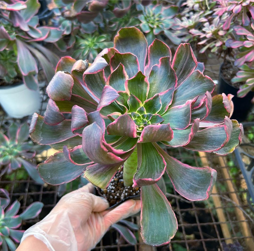 専用出品‼️アエオニウム　シャネル七彩2株　悪魔の目　カット1苗　抜き苗1株